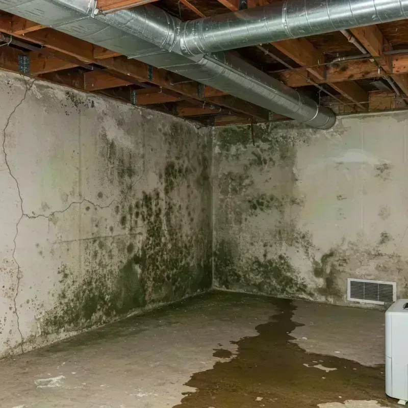 Professional Mold Removal in Cambrian Park, CA